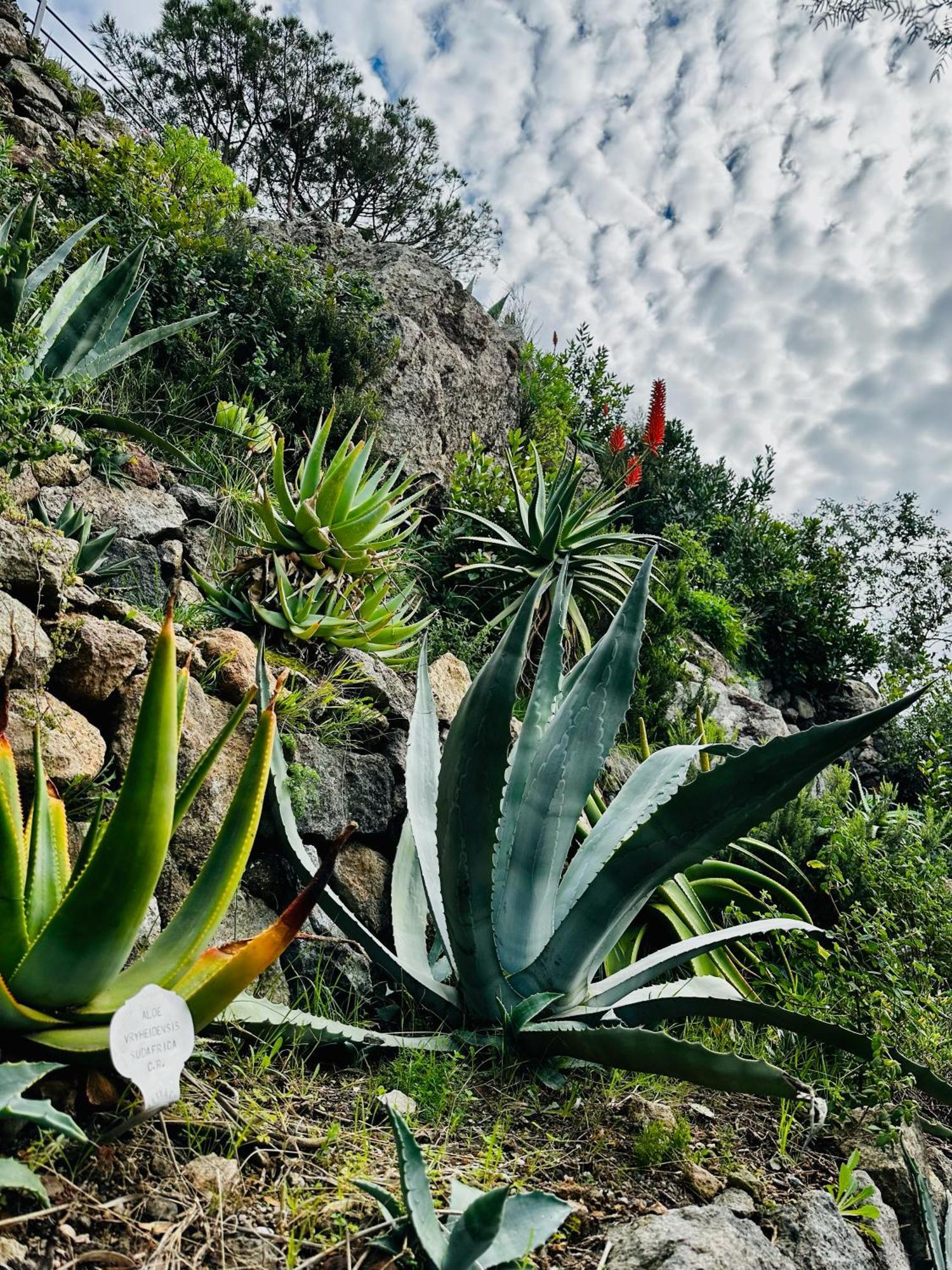 Hotel Boutique Ischia Zewnętrze zdjęcie